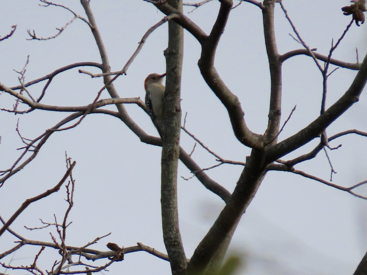 Red-bellied Woodpecker - ML646270038