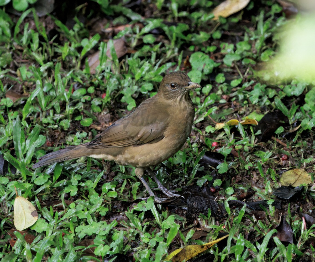Clay-colored Thrush - ML646270039