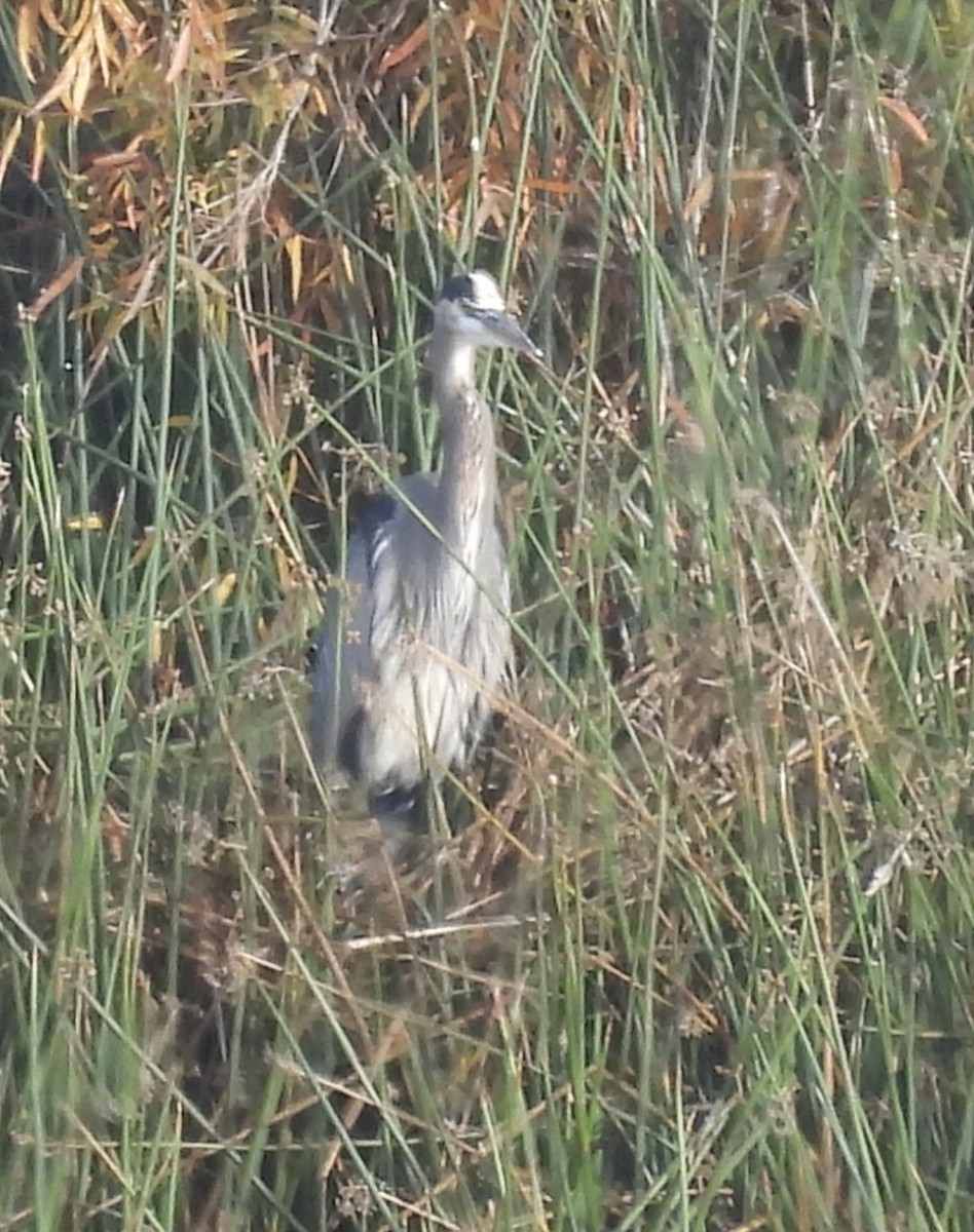 Great Blue Heron - ML646270043