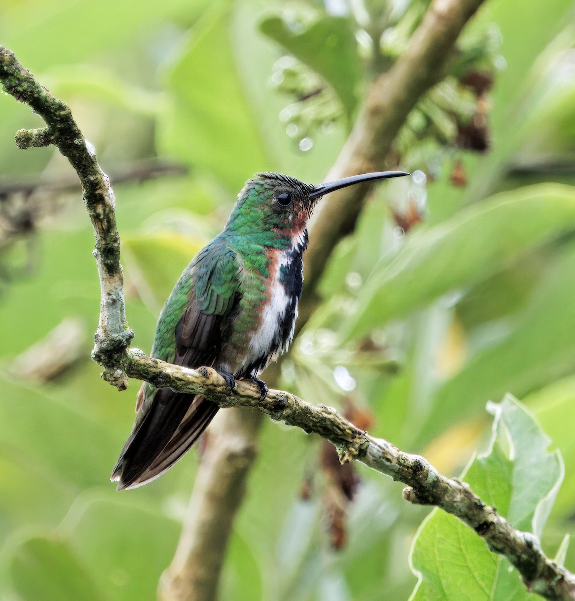 Green-breasted Mango - ML646270044