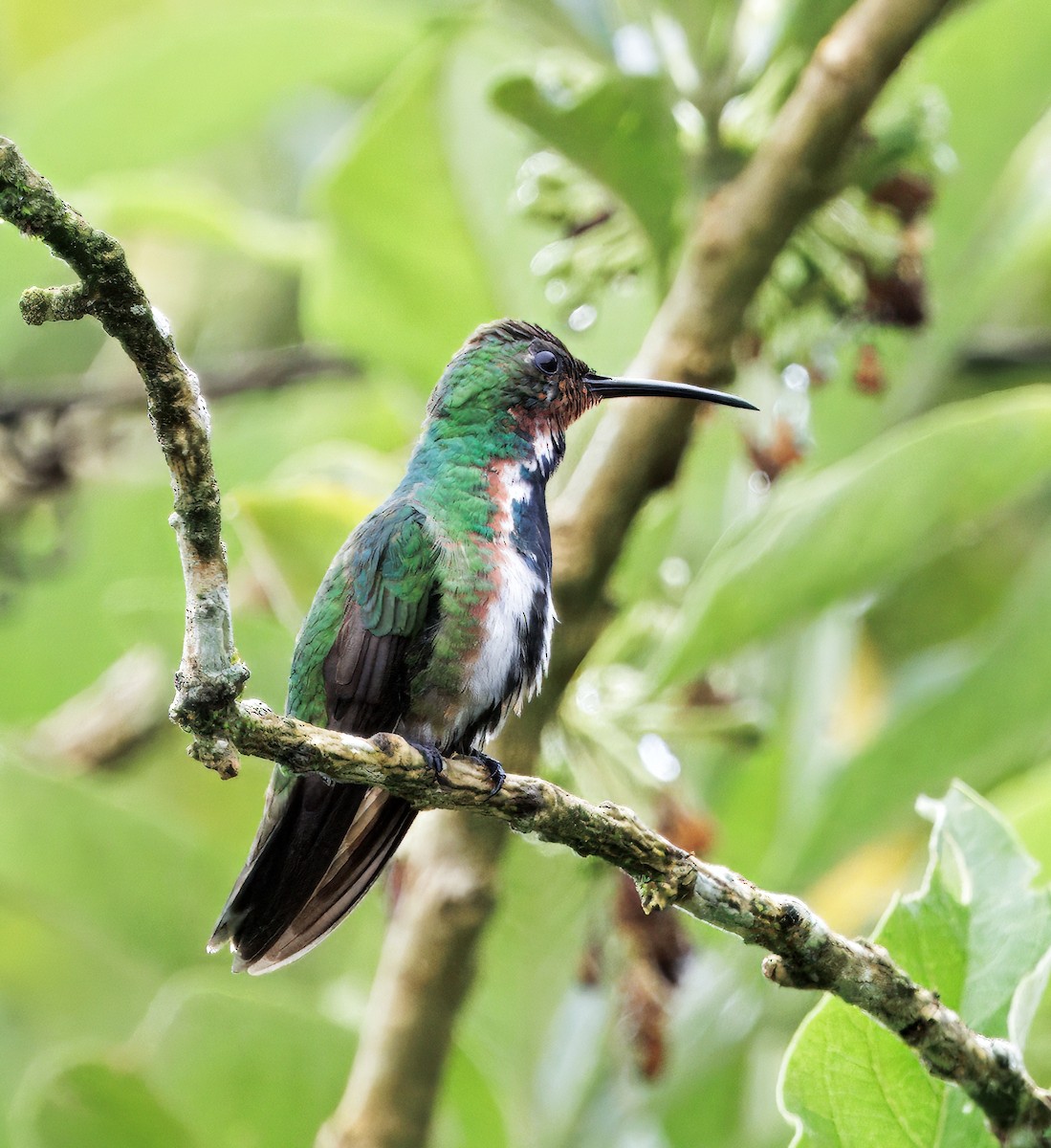 Green-breasted Mango - ML646270045