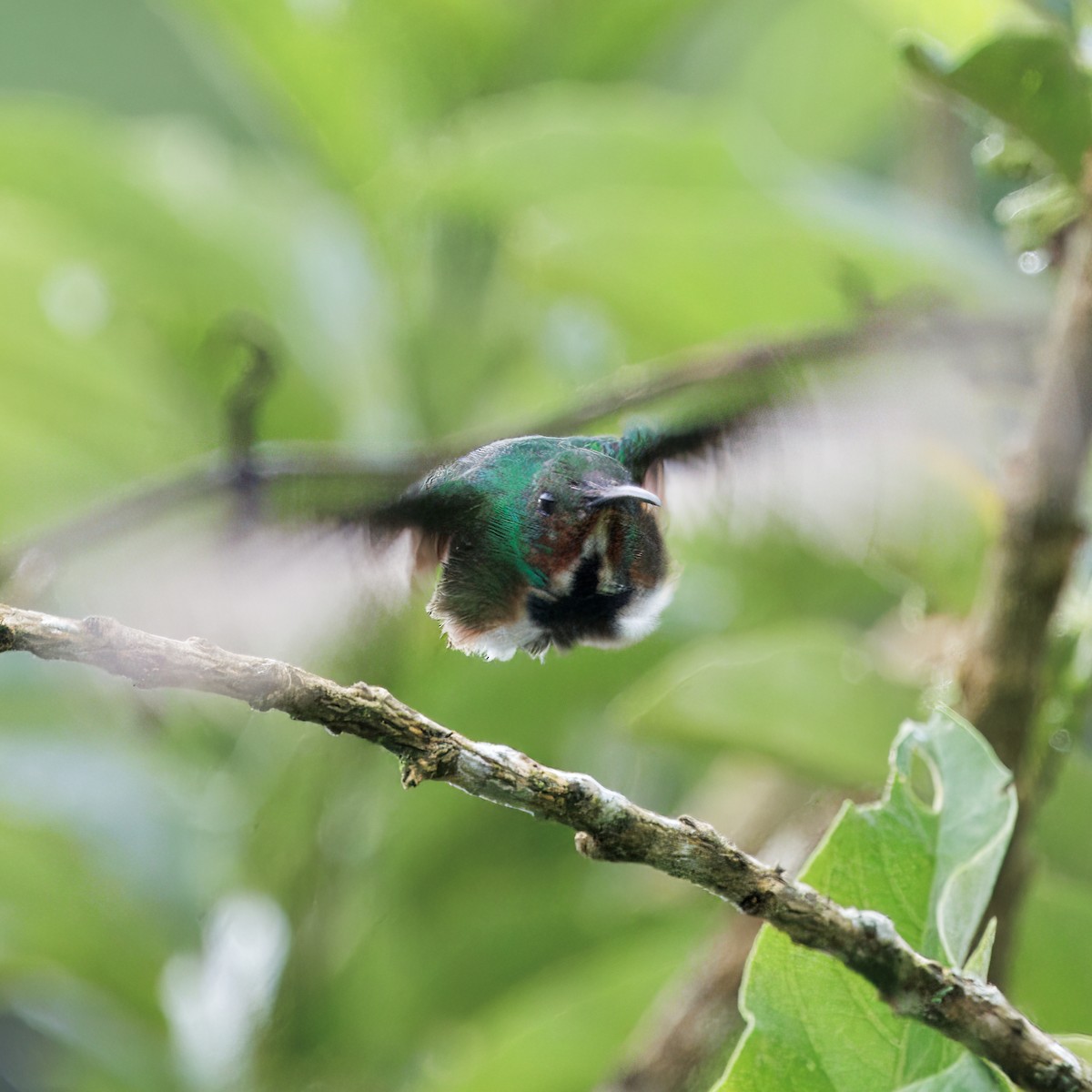 Green-breasted Mango - ML646270046