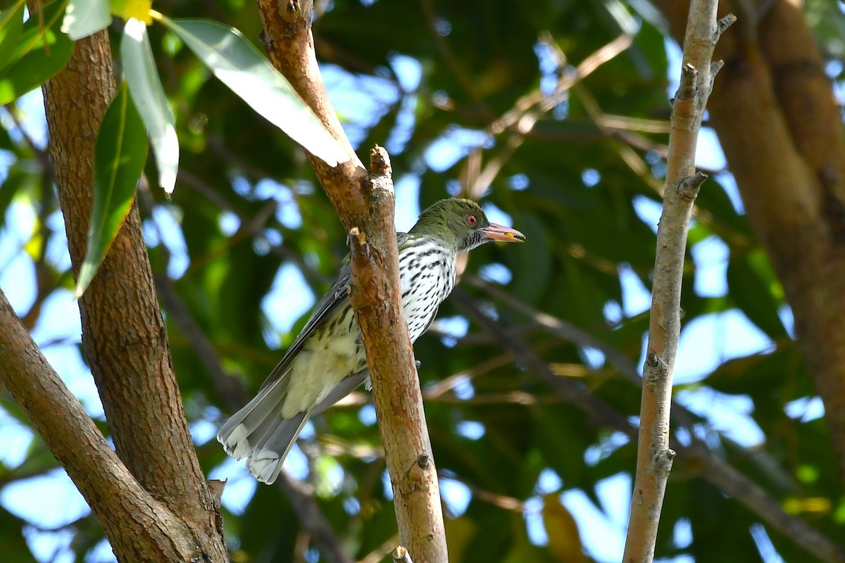 Olive-backed Oriole - ML646270051
