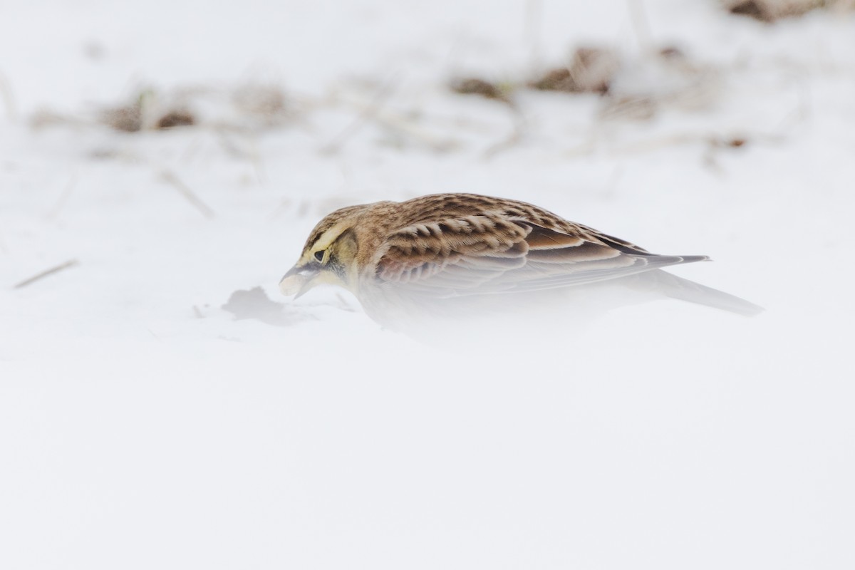 Horned Lark - ML646270052