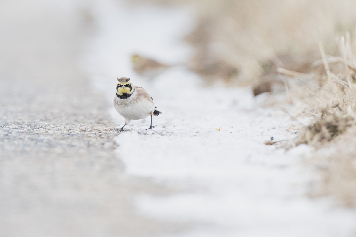 Horned Lark - ML646270053