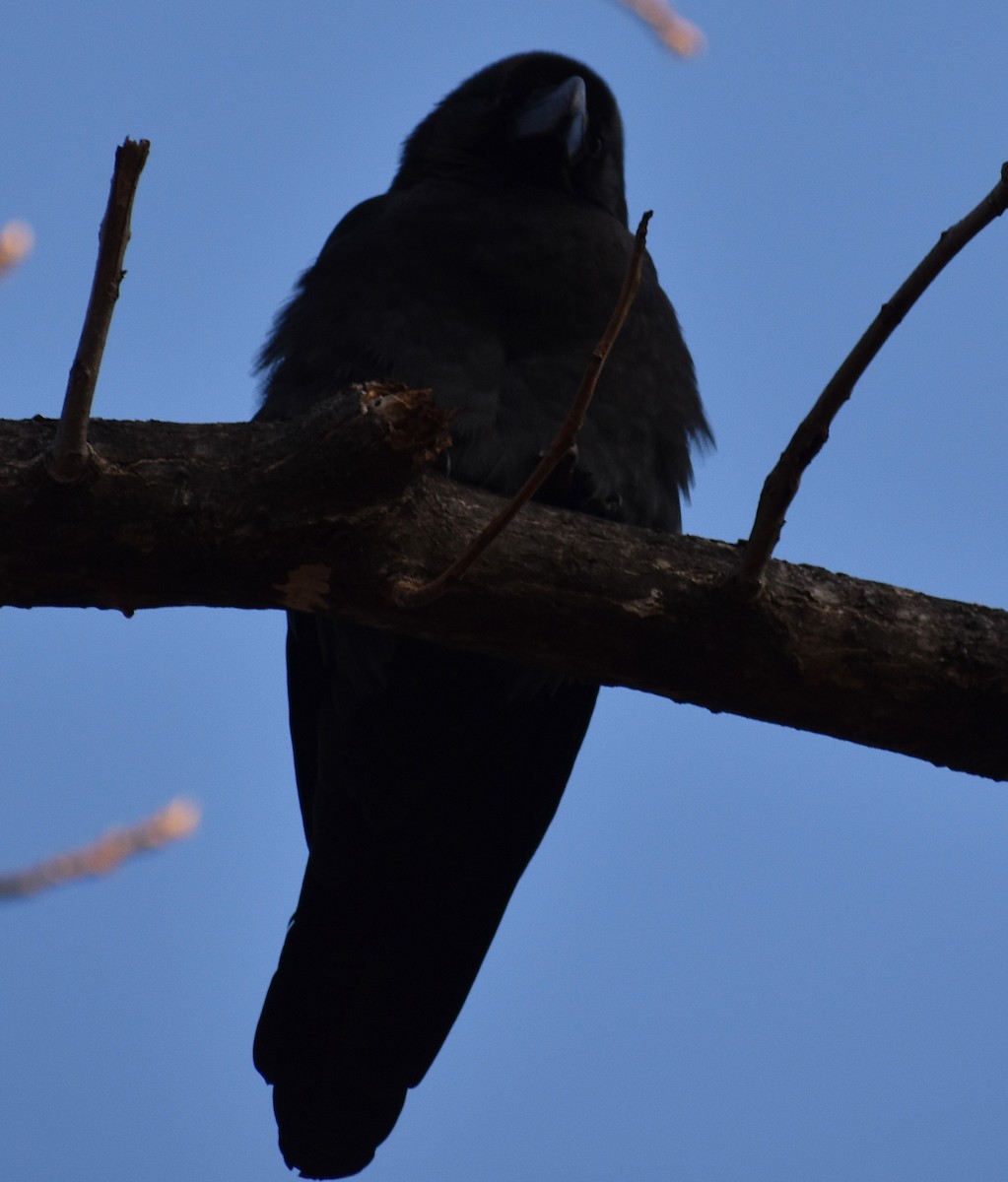 Large-billed Crow (Large-billed) - ML646270054