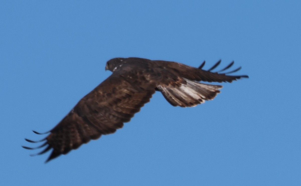 Red-tailed Hawk (Harlan's) - ML646270055