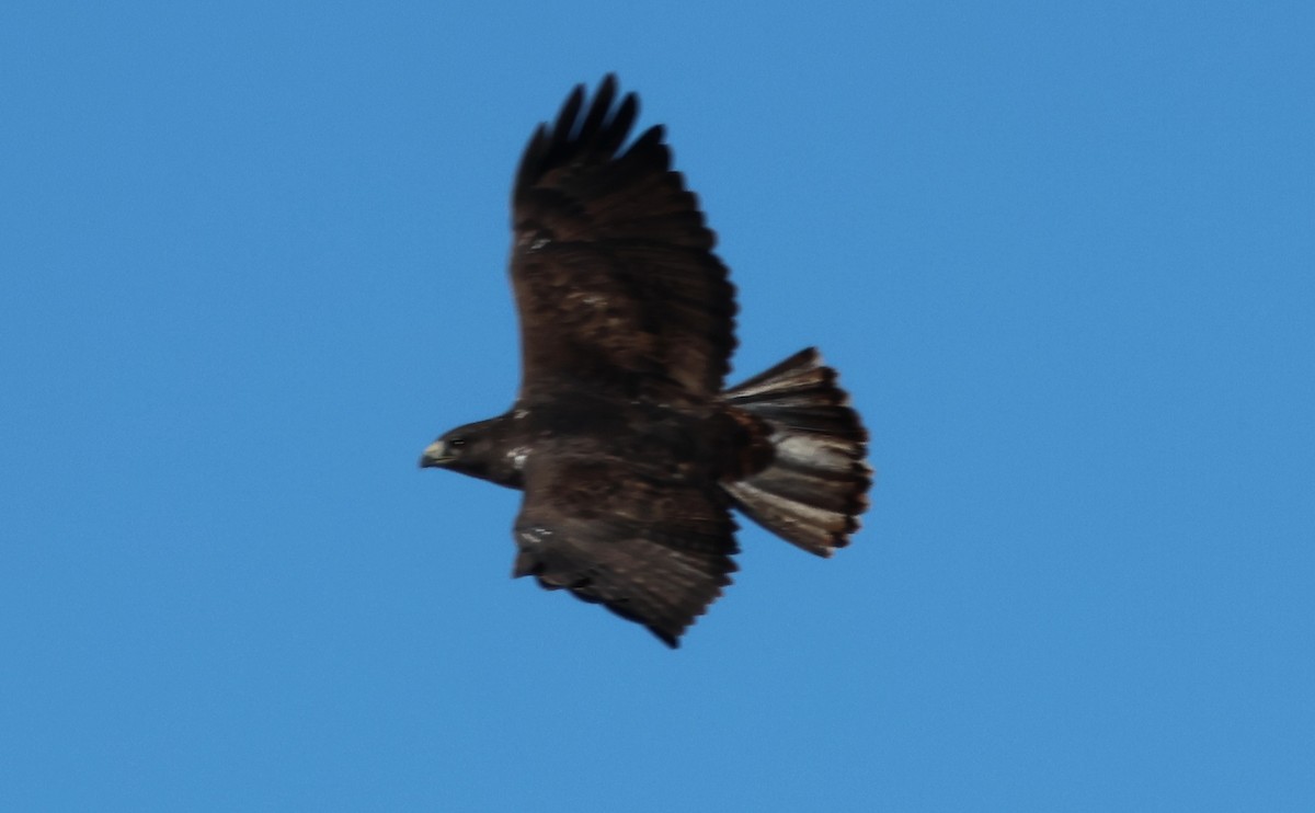 Red-tailed Hawk (Harlan's) - ML646270056
