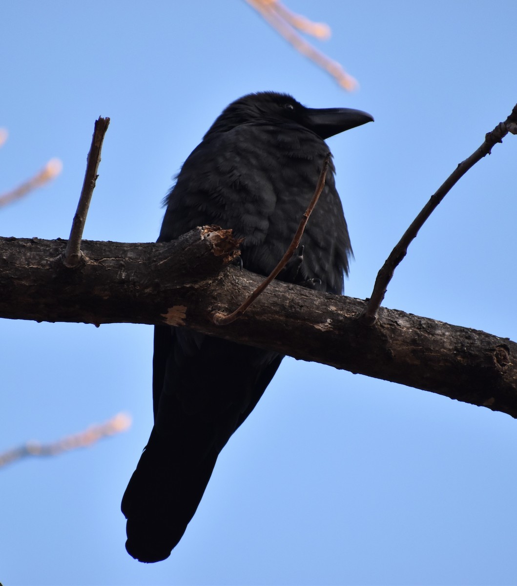Large-billed Crow (Large-billed) - ML646270057