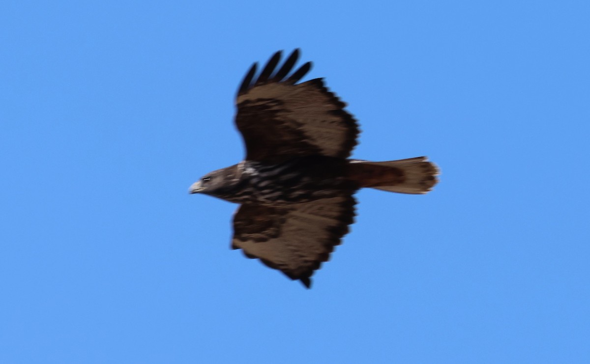 Red-tailed Hawk (Harlan's) - ML646270058