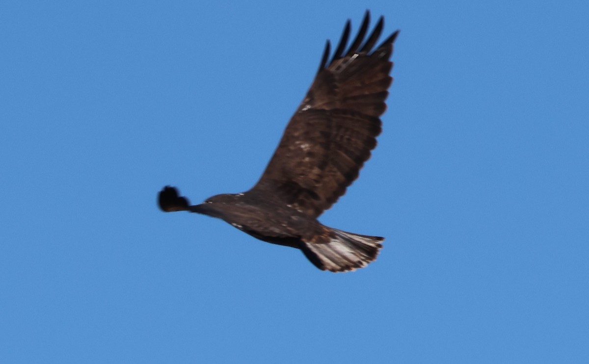 Red-tailed Hawk (Harlan's) - ML646270059