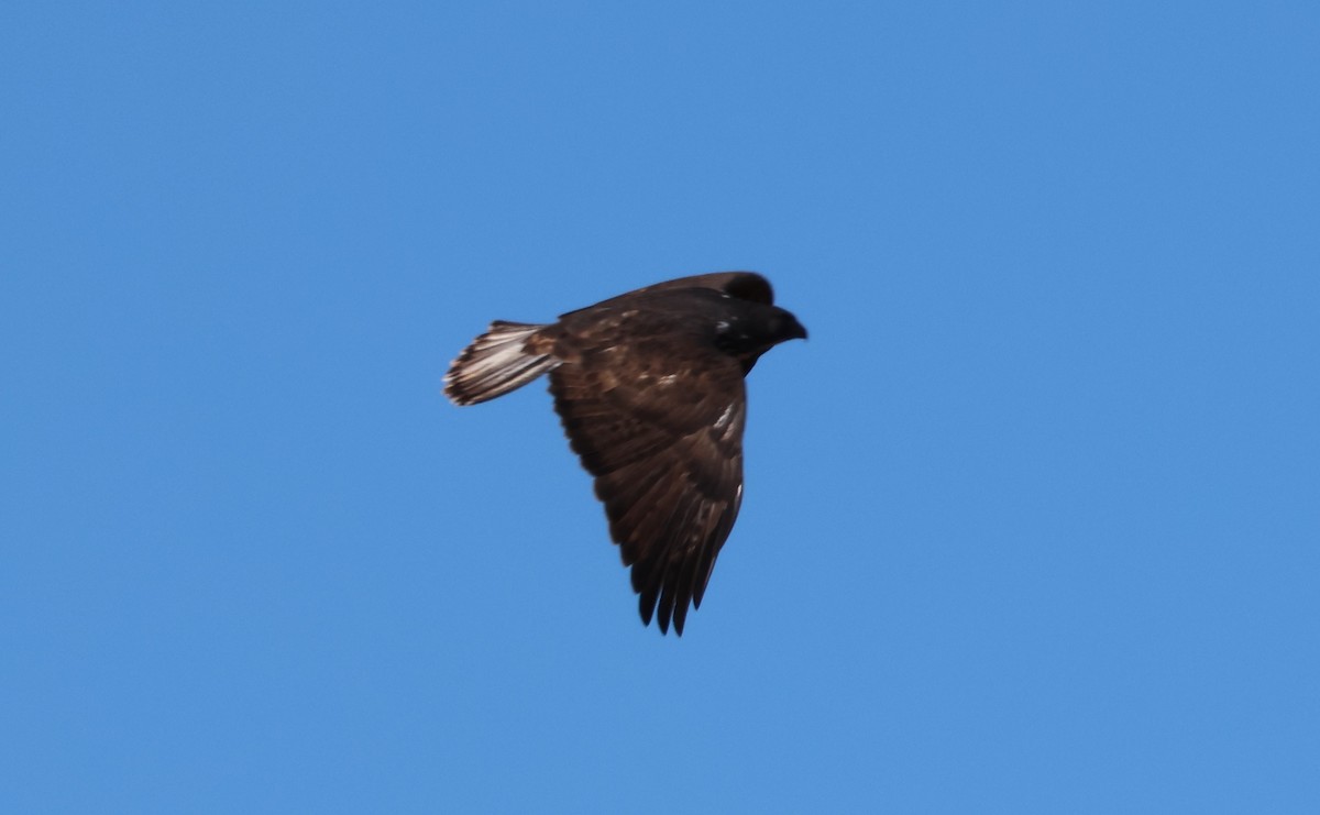 Red-tailed Hawk (Harlan's) - ML646270060