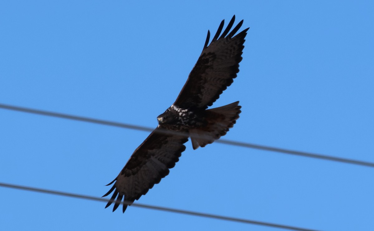 Red-tailed Hawk (Harlan's) - ML646270063