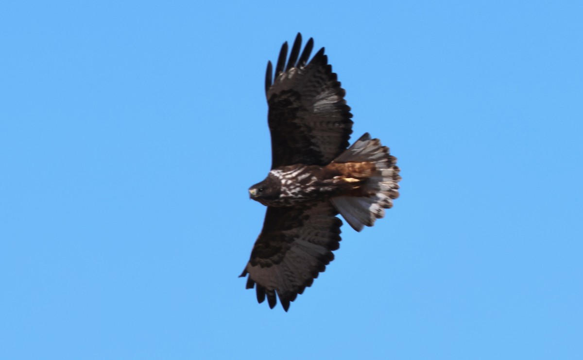 Red-tailed Hawk (Harlan's) - ML646270064