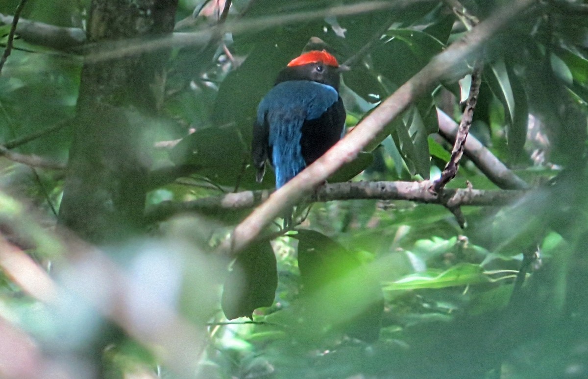Swallow-tailed Manakin - ML646270065