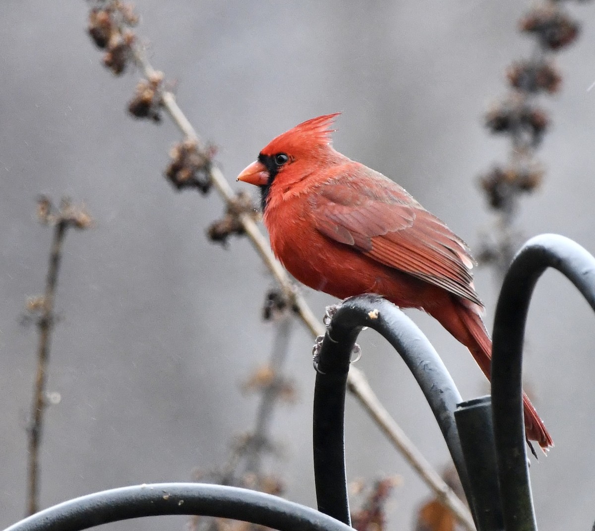 Northern Cardinal (Common) - ML646270072