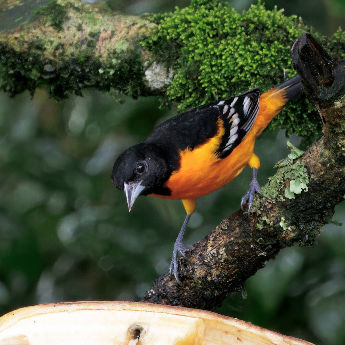 Балтиморский трупиал - ML646270073