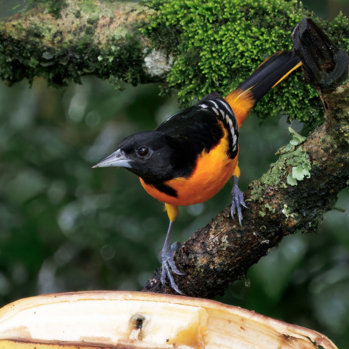 Балтиморский трупиал - ML646270074