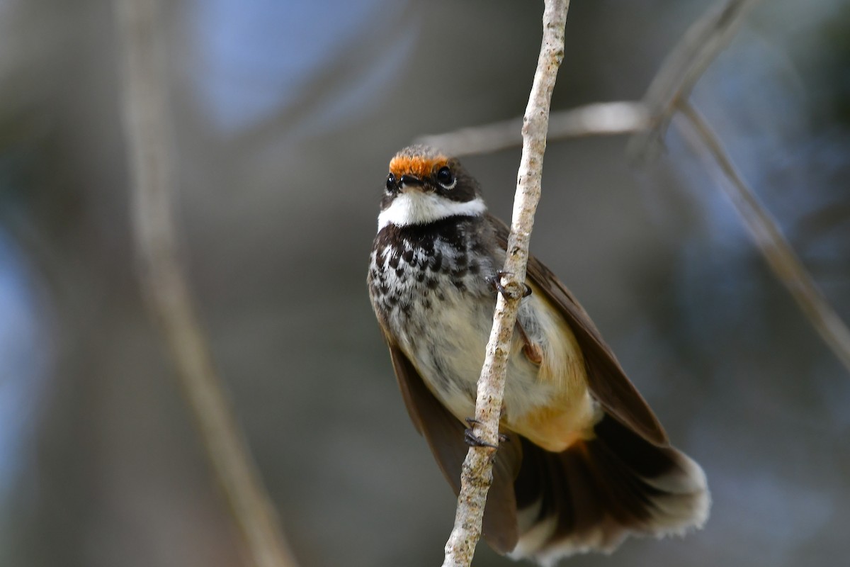 Australian Rufous Fantail - ML646270075