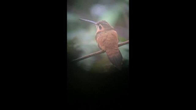 Koepcke's Hermit - ML646270076