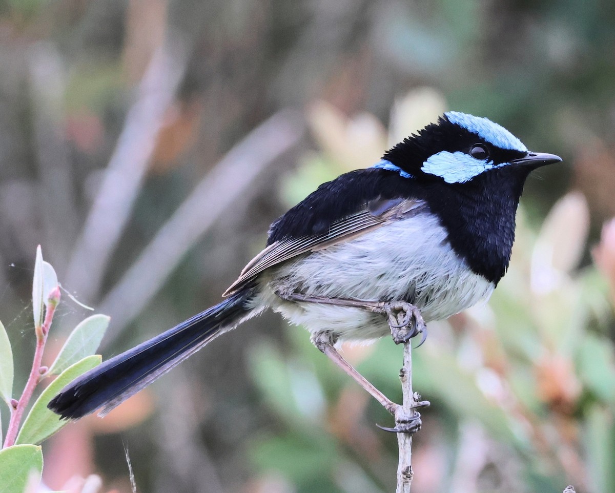 Superb Fairywren - ML646270080
