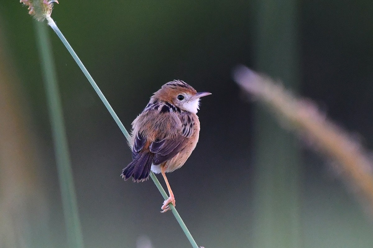Golden-headed Cisticola - ML646270098