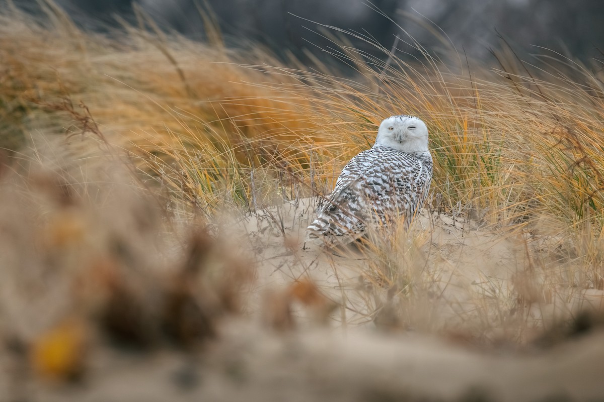 Harfang des neiges - ML646270099