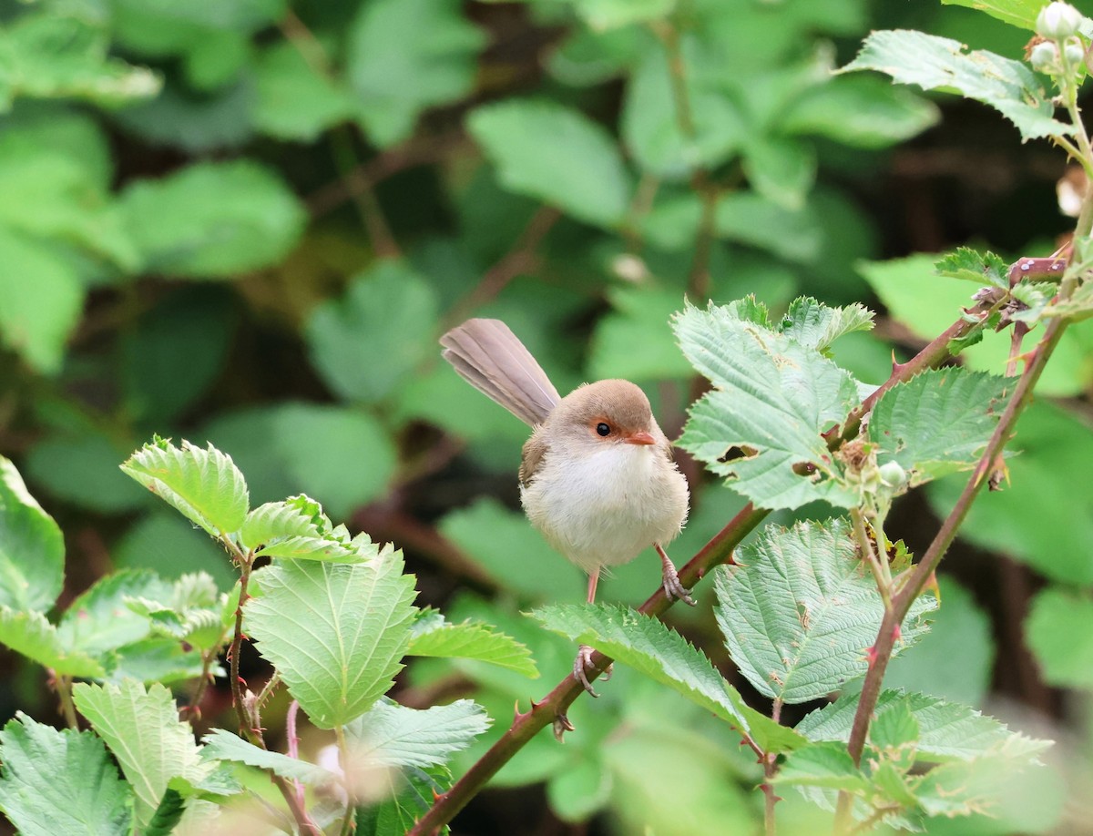 Superb Fairywren - ML646270100