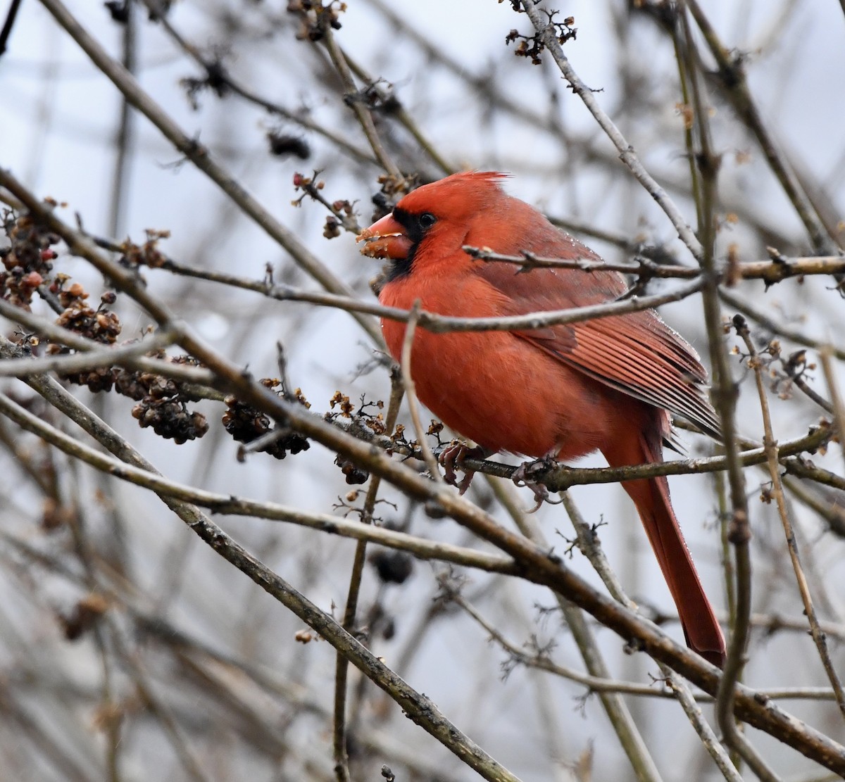Northern Cardinal (Common) - ML646270101