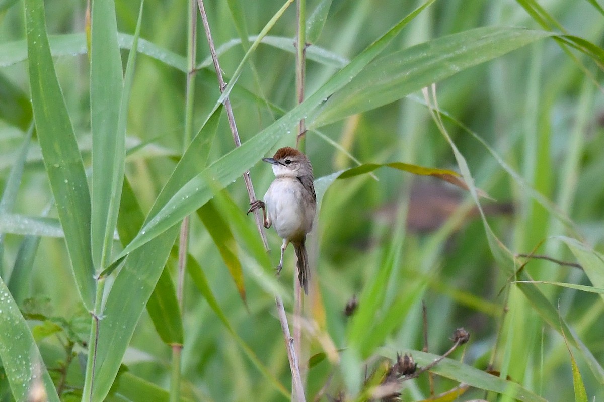 ズアカオオセッカ - ML646270102