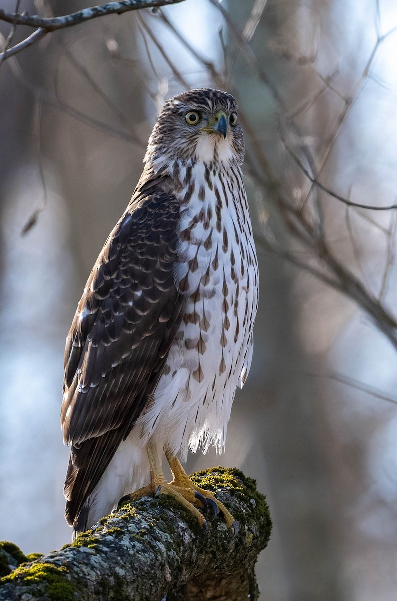 Cooper's Hawk - ML646270103