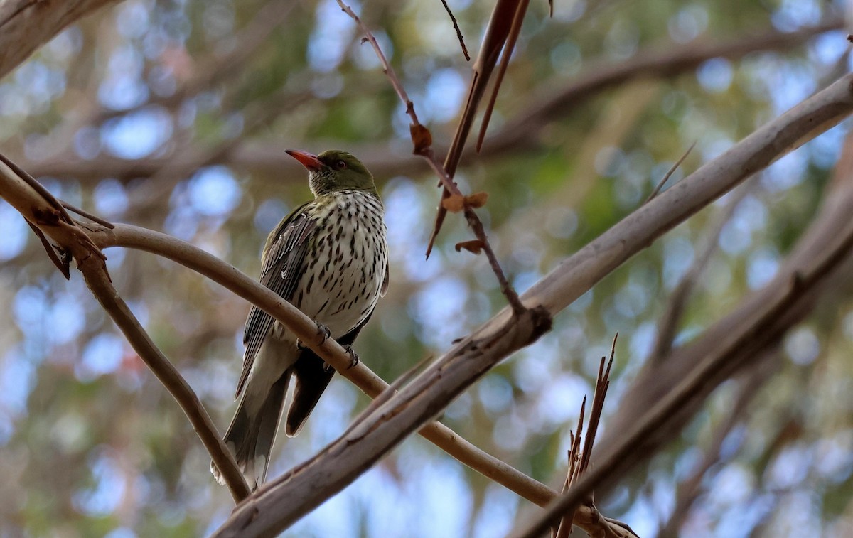 Olive-backed Oriole - ML646270112