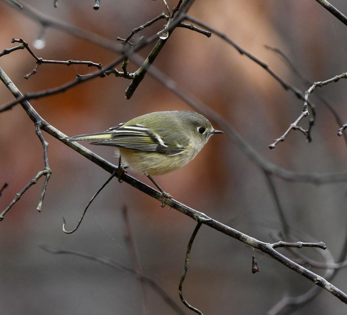 Ruby-crowned Kinglet - ML646270124