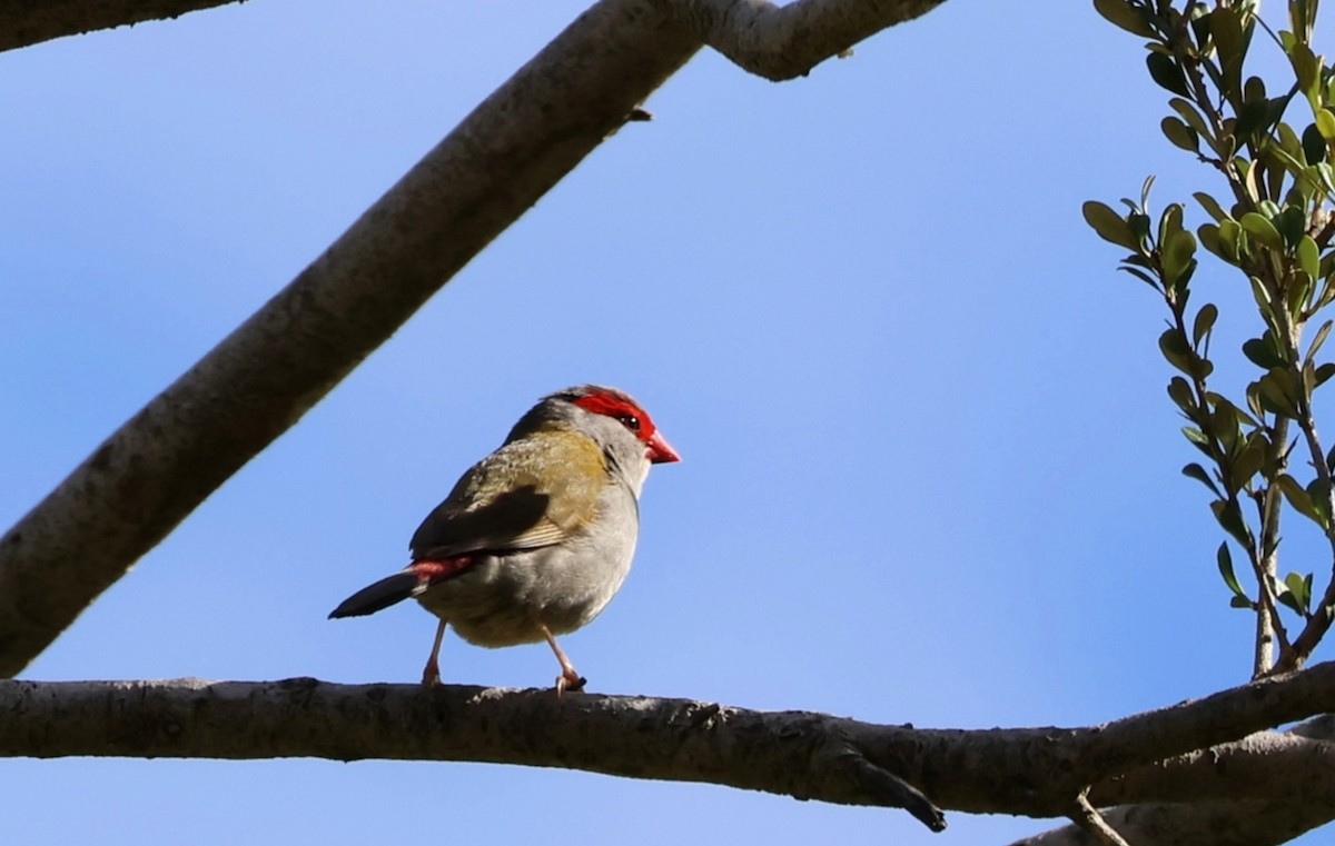 Red-browed Firetail - ML646270126