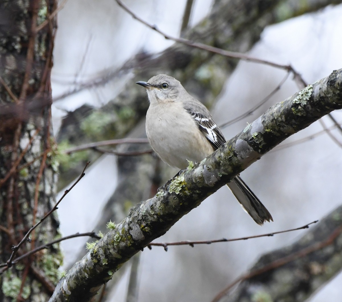 Northern Mockingbird - ML646270128