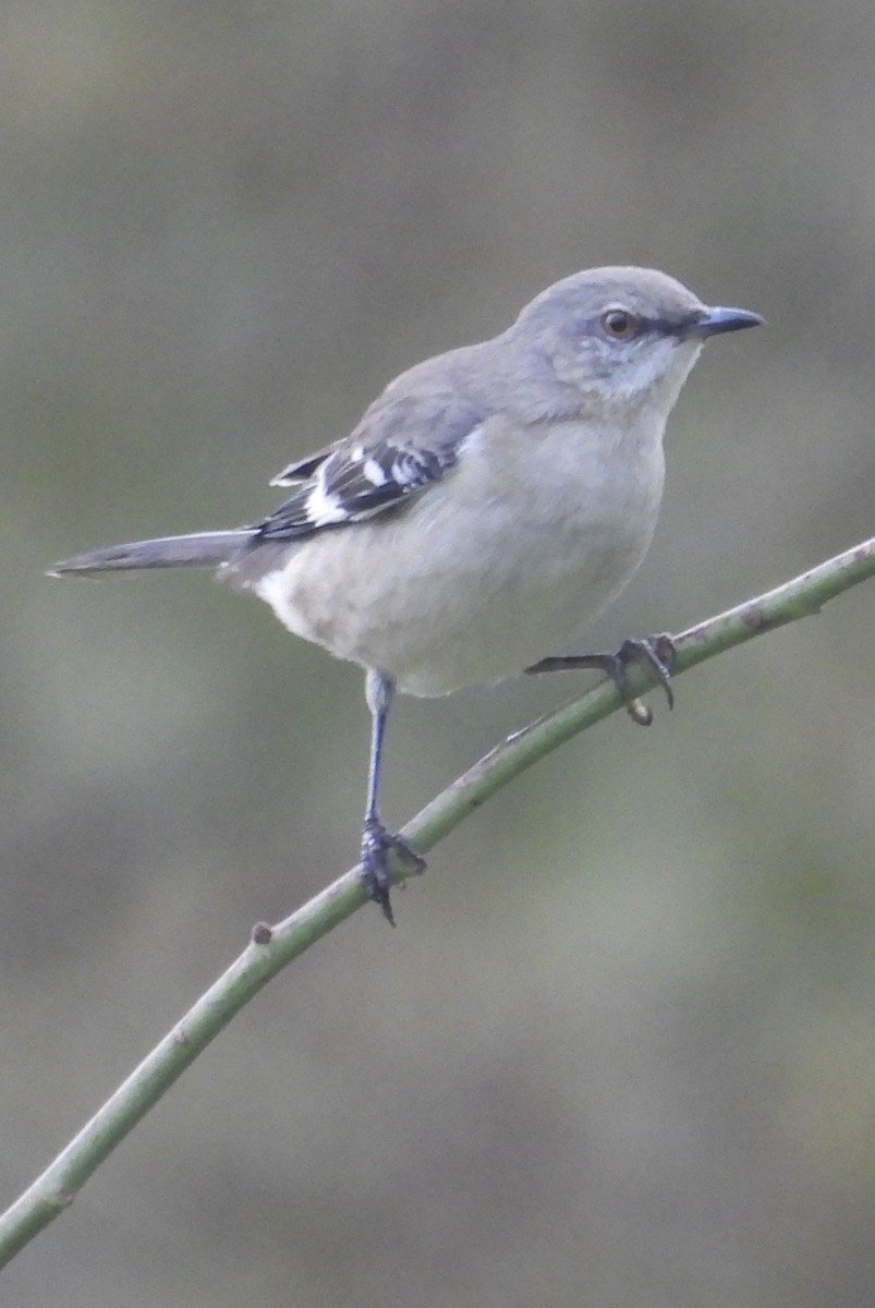Northern Mockingbird - ML646270131