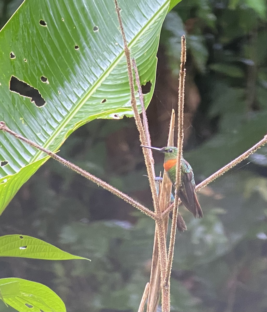 Gould's Jewelfront - ML646270134