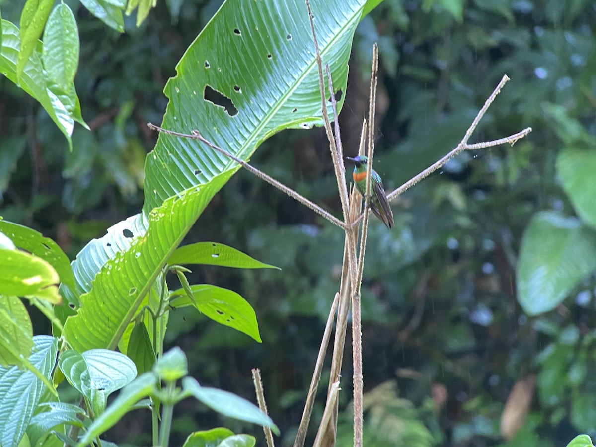 kolibřík nazlátlý - ML646270135