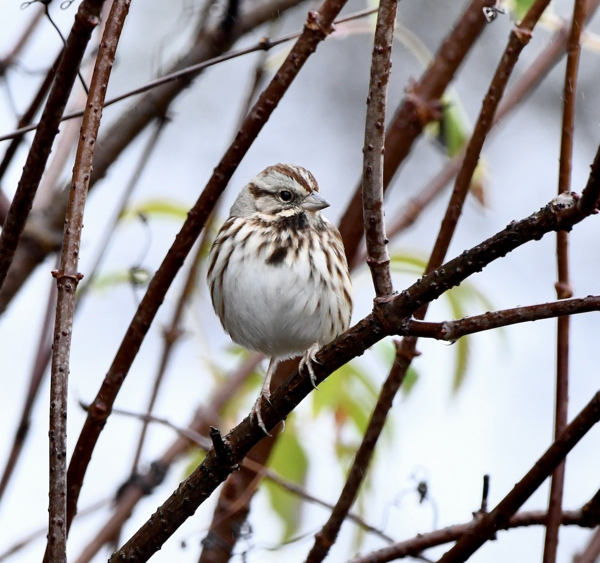 Song Sparrow (melodia/atlantica) - ML646270136