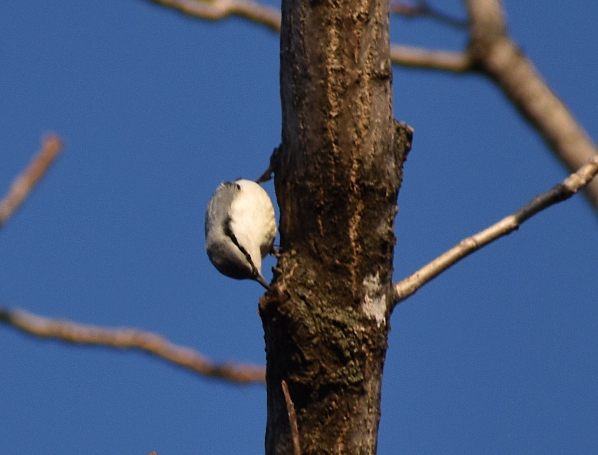 茶腹鳾(asiatica群) - ML646270138