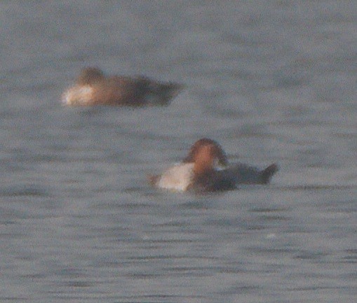 紅頭潛鴨 - ML646270139