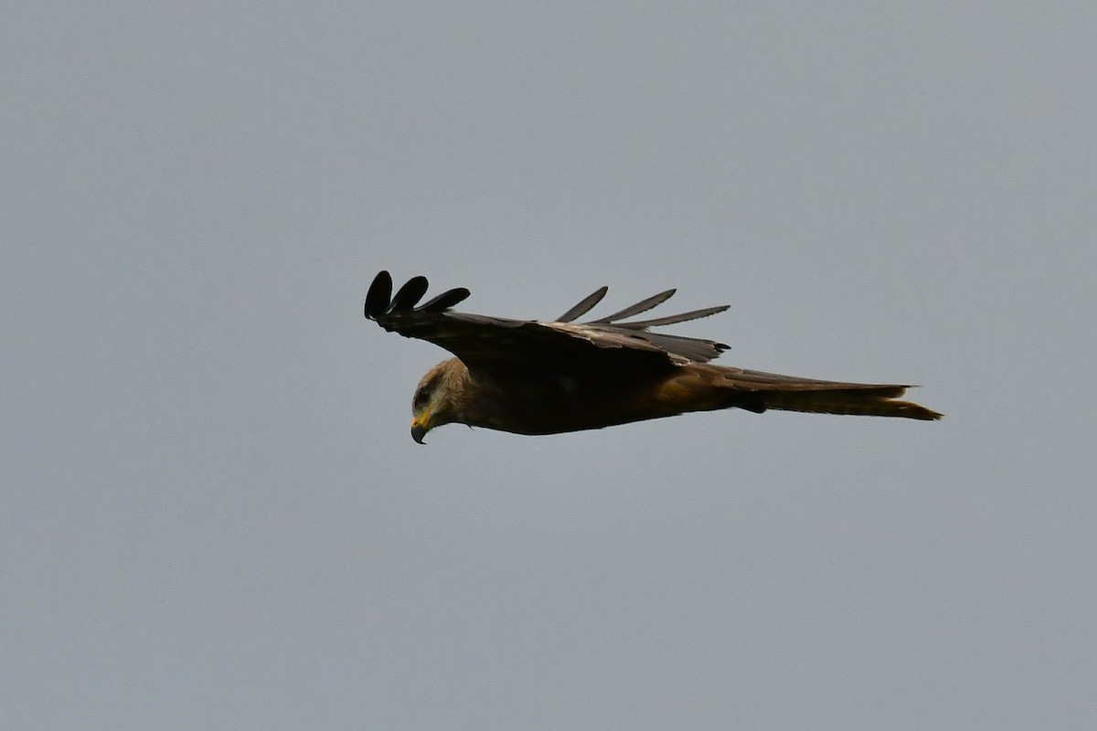 黑鳶 - ML646270141