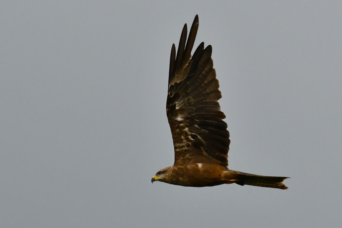 黑鳶 - ML646270142