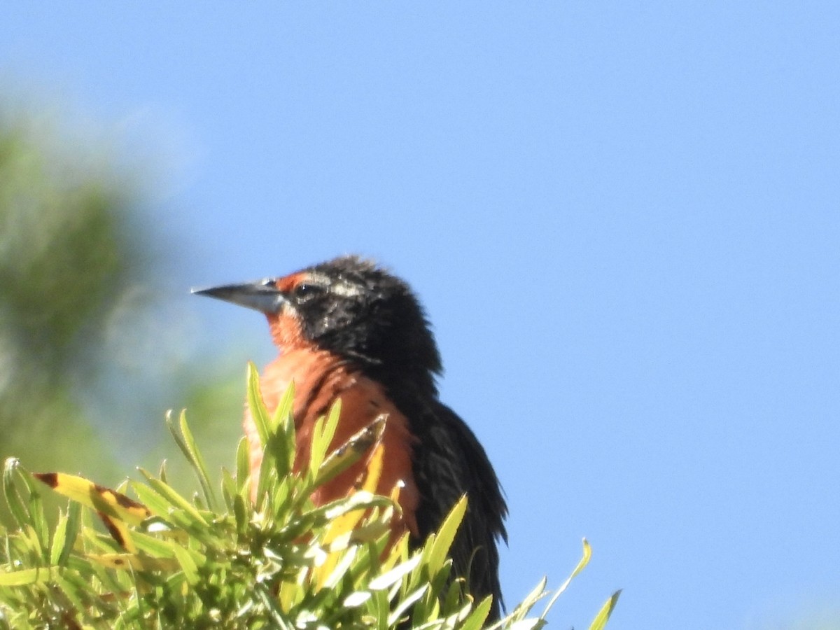 Long-tailed Meadowlark - ML646270144