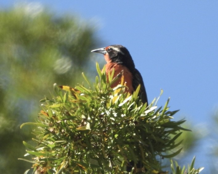 Long-tailed Meadowlark - ML646270145