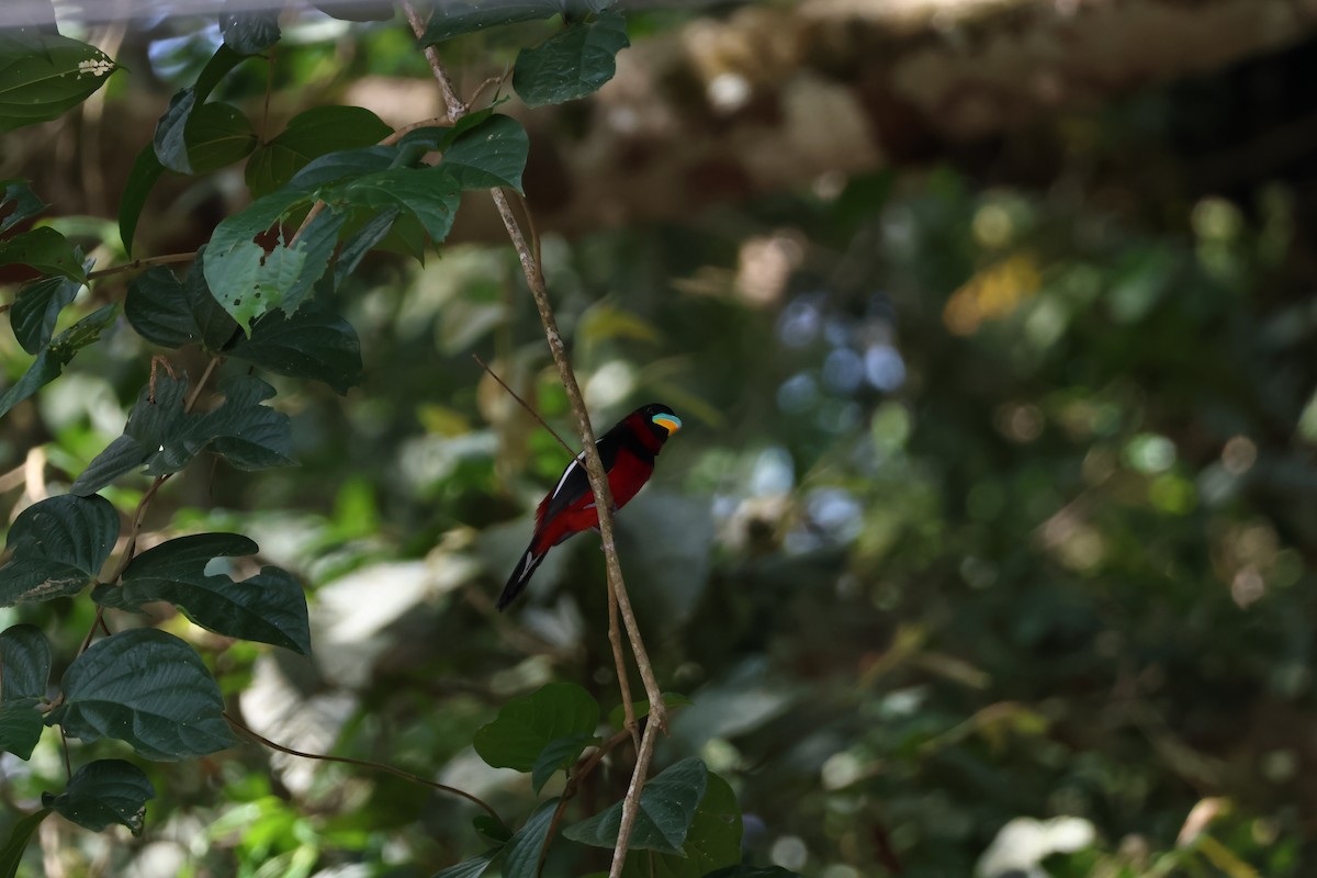 Black-and-red Broadbill - ML646270146