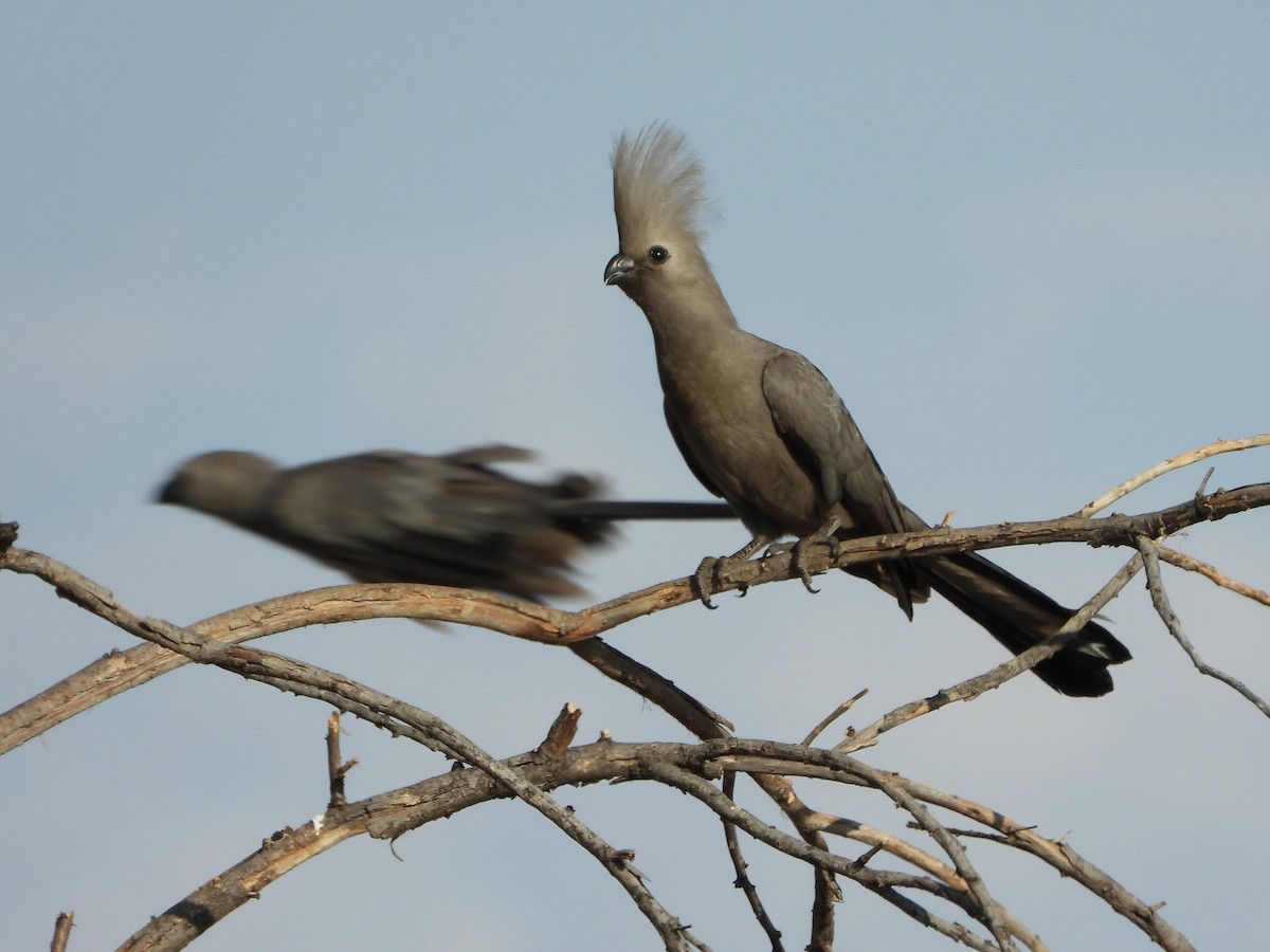 Gray Go-away-bird - ML646270147