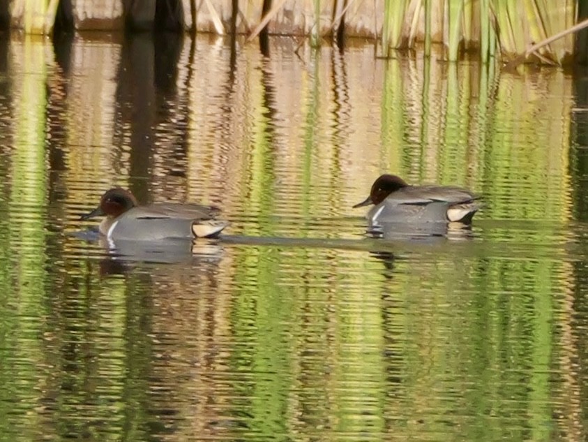 小水鴨 - ML646270148