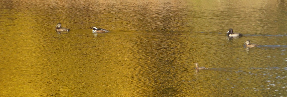 Hooded Merganser - ML646270150