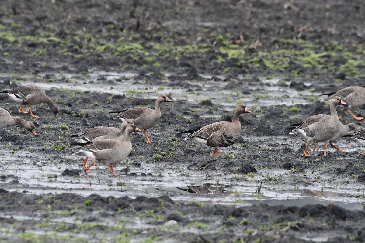 白額雁 - ML646270151